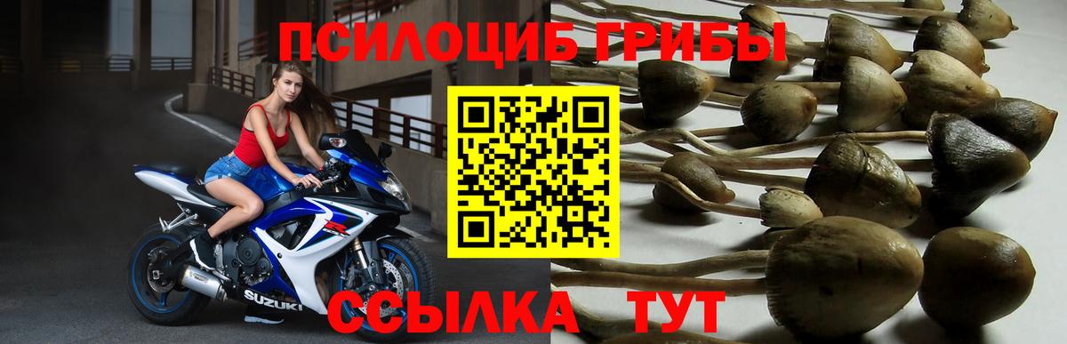 Галлюциногенные грибы Cubensis  Вход с VPN  Псилоцибиновые грибы Cubensis  Михайловка 